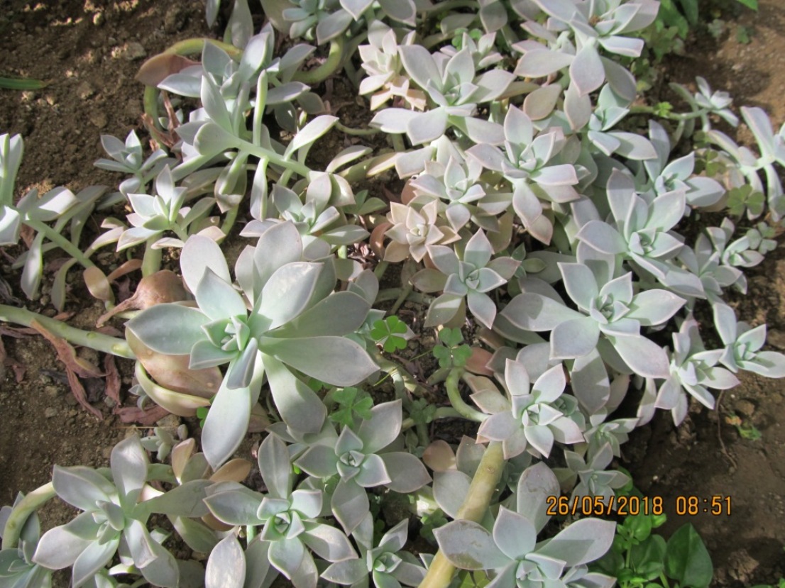 Изображение особи род Graptopetalum.