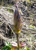 Gentiana glauca. Верхушка растения с плодами. Чукотка, Билибинский р-н, напротив рудника Каральвеем, долина ручья. 02.08.2018.