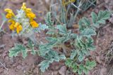 Phlomoides speciosa