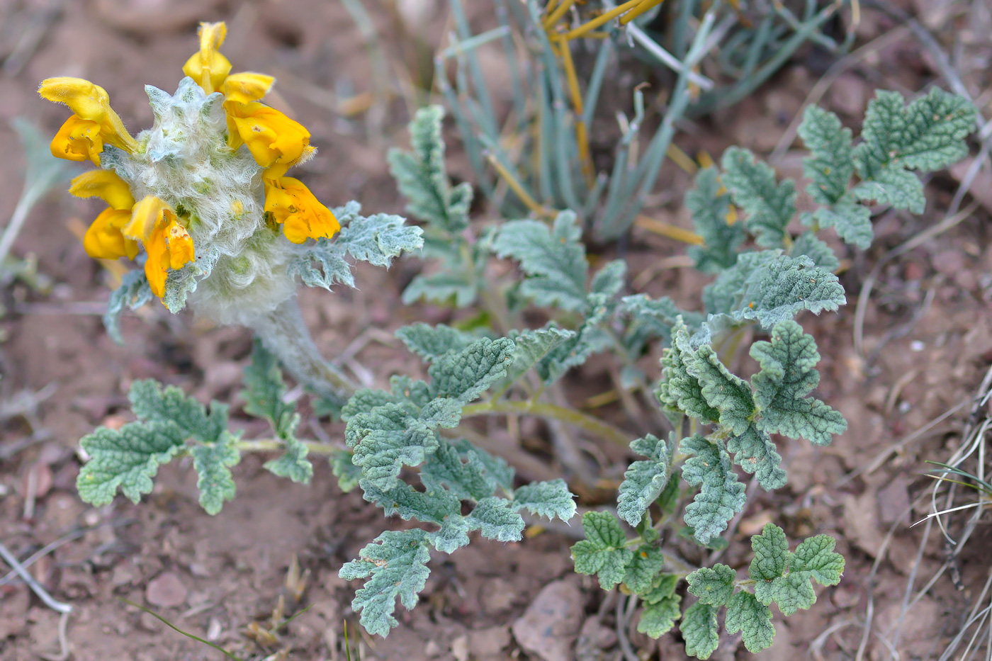 Изображение особи Phlomoides speciosa.