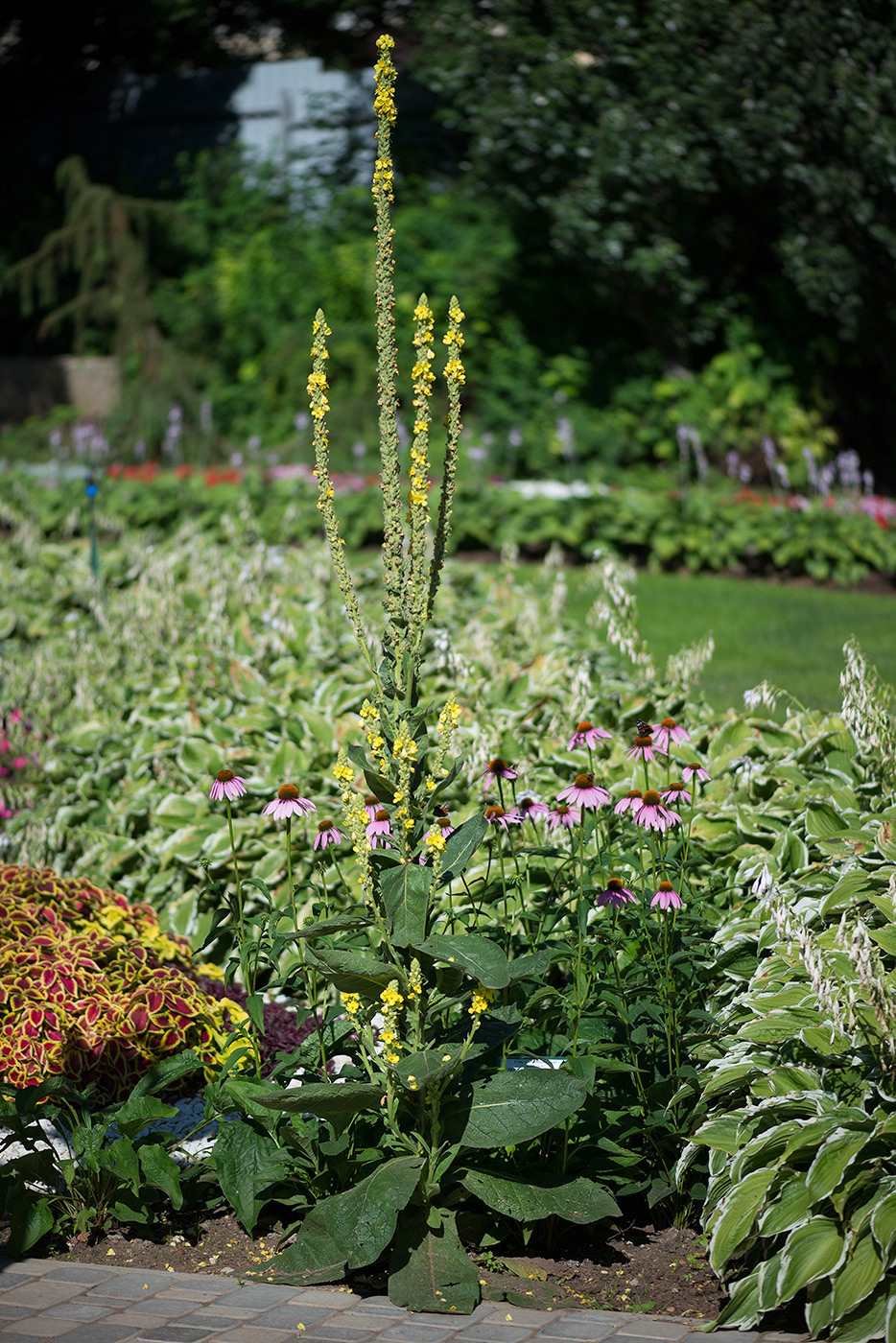 Изображение особи Verbascum thapsus.