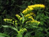 Solidago gigantea. Верхняя часть растения. Крым, Симферополь, пойма реки Славянка. 26 июля 2013 г.