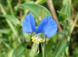 Commelina communis