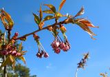 Cerasus sachalinensis