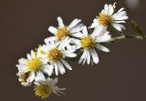 Symphyotrichum pilosum