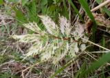 Filipendula ulmaria. Поражённый лист. Тверская обл., Весьегонский р-н, с. Чистая Дуброва, берег р. Смородинка, высокотравный сырой луг. 30 мая 2020 г.