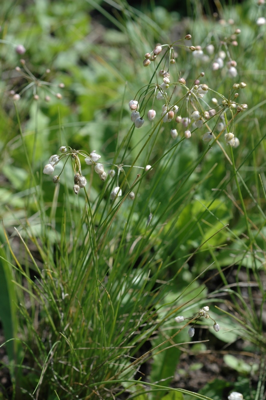 Изображение особи Allium bellulum.
