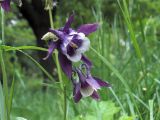 Aquilegia vulgaris. Цветки. Ульяновск, Заволжский р-н, сквер на ул. 40-летия Октября. 31.05.2021.