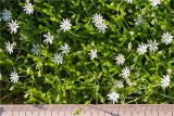 Stellaria crassifolia. Верхушки цветущих растений. Мурманская обл., п-в Рыбачий, побережье Большой Волоковой губы севернее м. Коровий, сырой каменистый берег ручья. 28.07.2020.