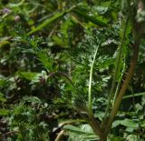 Erodium cicutarium