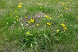 Tulipa biebersteiniana