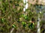 Tilia cordata