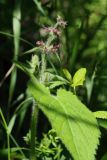 Stachys sylvatica