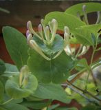 Lonicera caprifolium