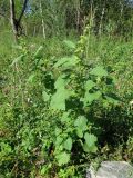 Xanthium strumarium