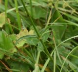 Silene saxatilis