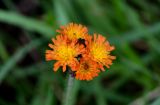 Pilosella aurantiaca. Соцветия. Сахалин, Холмский гор. округ, окр. мыса Слепиковского, приморский луг. 26.08.2023.