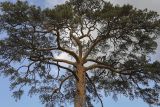 Pinus sylvestris