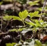 Anemone amurensis