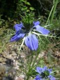 Nigella damascena