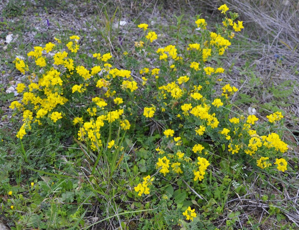 Изображение особи Coronilla valentina ssp. glauca.