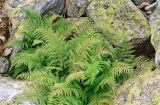 Athyrium distentifolium. Растение в крупноглыбовом куруме. Коми, Интинский р-н, Приполярный Урал, хр. Малдынырд, крутой склон г. Балбанты (отм. 1100 м). Август, 2003 г.