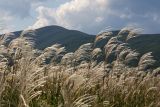 Miscanthus sacchariflorus. Плодоносящие растения. Приморский край, Хасанский р-н, Прибрежная равнина в устье р. Кедровая. 13.09.2008.