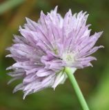 Allium schoenoprasum. Соцветие. Алтай, окр. пос. Манжерок, берег р. Катунь. 22.08.2009.