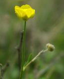 Ranunculus platyspermus. Соцветие. Казахстан, Актюбинская обл., Иргизский р-н. 25.04.2011.