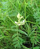 Astragalus cicer