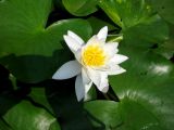 Nymphaea alba