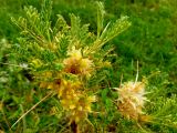 Astragalus aureus