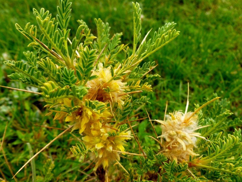 Изображение особи Astragalus aureus.