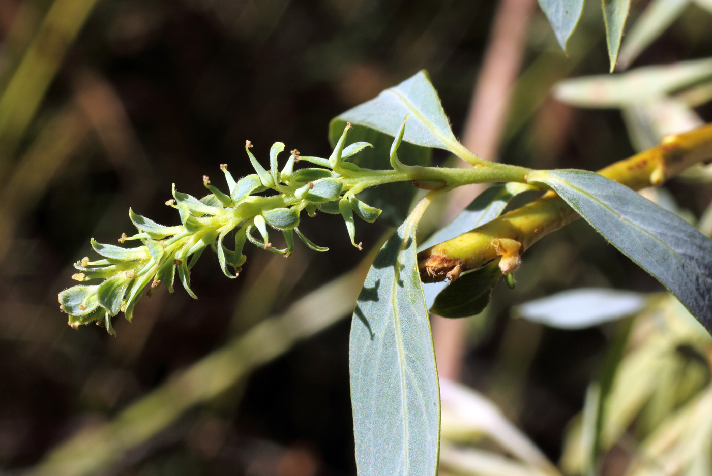 Изображение особи Salix niedzwieckii.