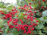 Viburnum opulus. Соплодия и листья. Беларусь, Гродненская обл., Новогрудский р-н, Брольникский сельсовет, дер. Рутка-2. 05.08.2013.