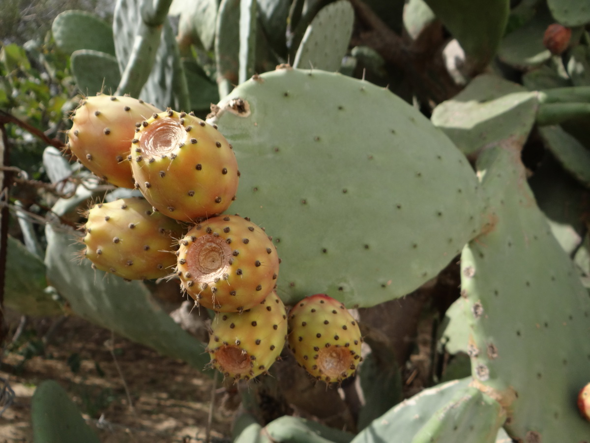 Изображение особи Opuntia ficus-indica.