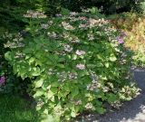 Hydrangea macrophylla. Отцветающее растение. Германия, г. Essen, Grugapark. 29.09.2013.