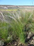 Stipa brauneri