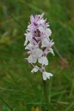 Dactylorhiza maculata. Соцветие. Тверская обл., Пеновский р-н, заболоченный берег лесного озера. 11.07.2009.