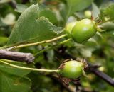 Crataegus rhipidophylla