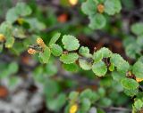 Betula nana. Верхушка ветви с соплодиями. Республика Коми, Печоро-Илычский заповедник, хр. Мань-Пупунёр, каменистый склон. 18.08.2014.