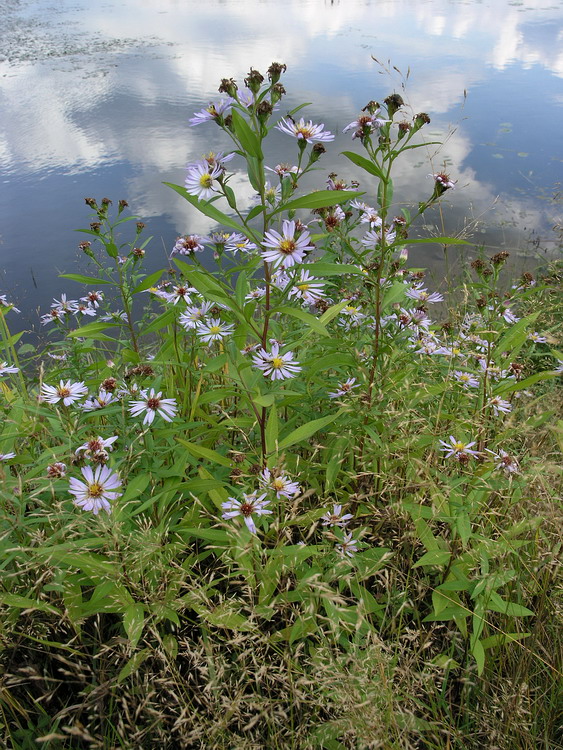 Изображение особи Symphyotrichum &times; salignum.