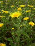 Inula britannica