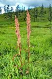 Rumex pseudonatronatus. Цветущее растение на поляне в смешанном лесу. Хакасия, окр. г. Сорск. 13.08.2009.