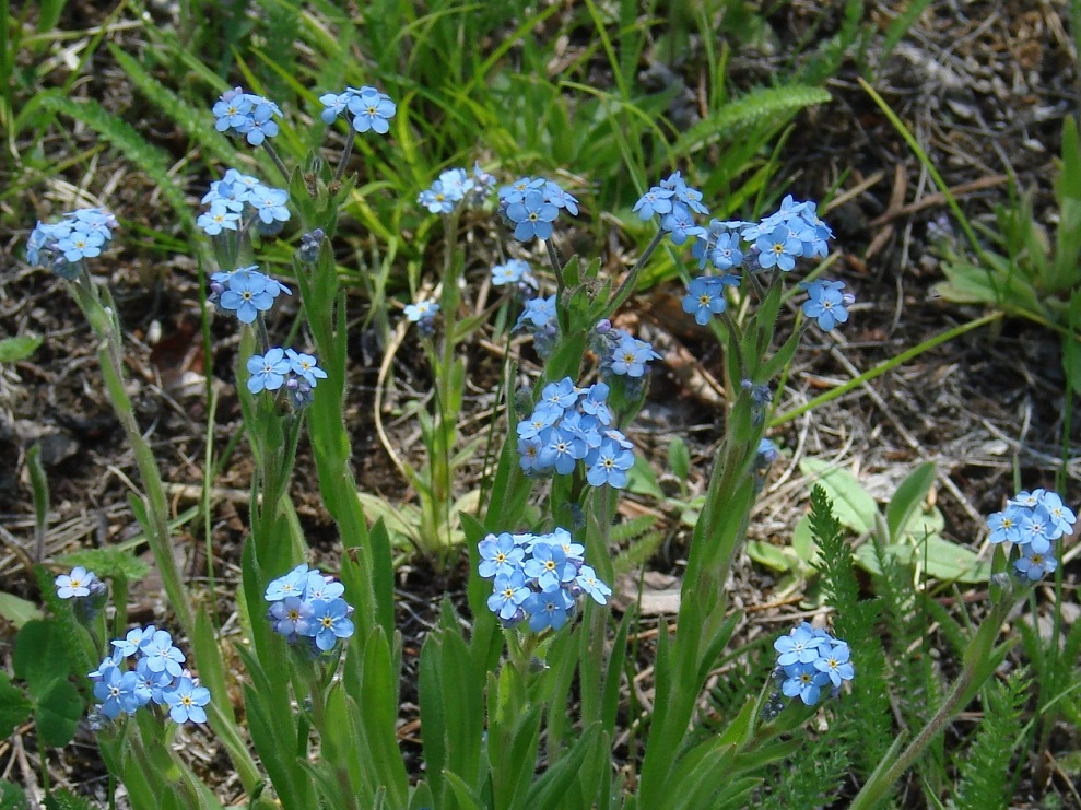 Изображение особи Myosotis imitata.