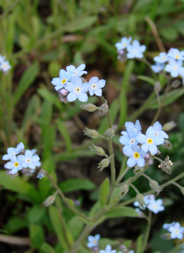 Изображение особи Myosotis imitata.