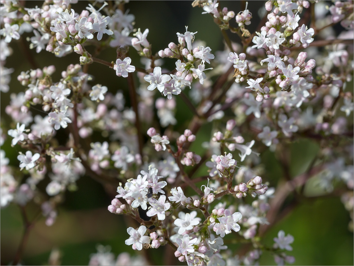 Изображение особи Valeriana officinalis.