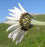 Anthemis melanoloma