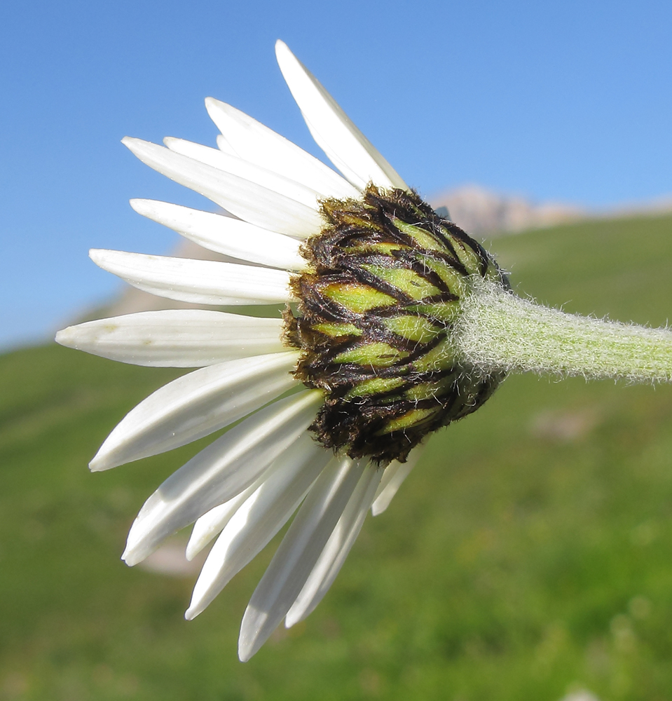 Изображение особи Anthemis melanoloma.