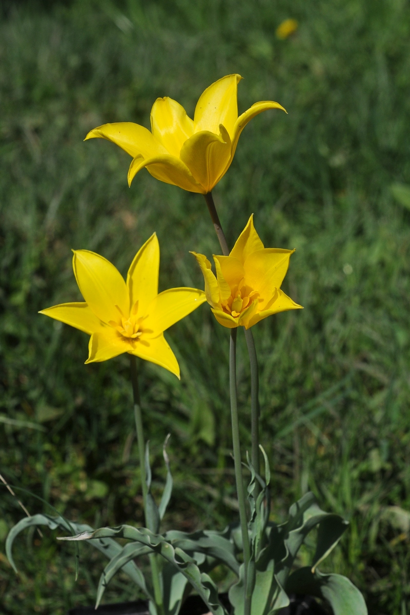Изображение особи Tulipa altaica.